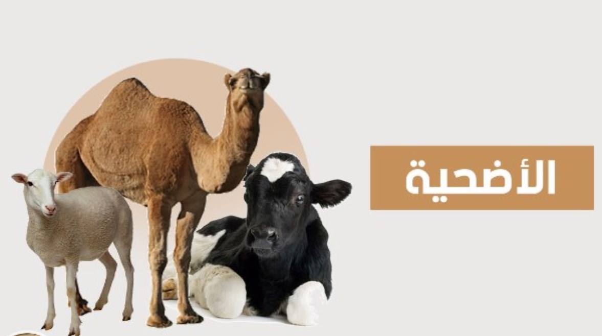 اسعار الاضاحي في مصر2